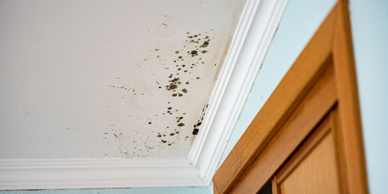 Straightforward Information About Mold Cleanup