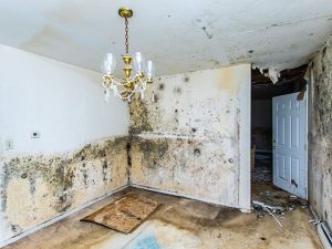 Address Mold Damage Before it Becomes a Bigger Threat
