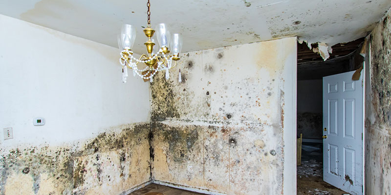 Address Mold Damage Before it Becomes a Bigger Threat