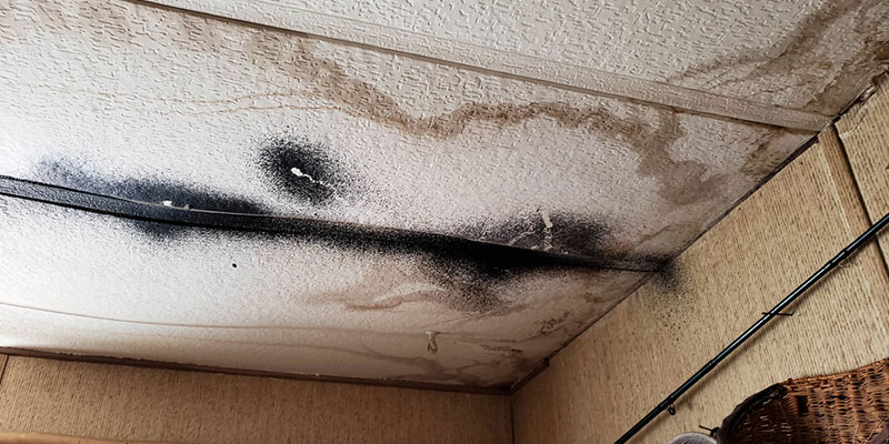What are the Types of Mold Damage Services?