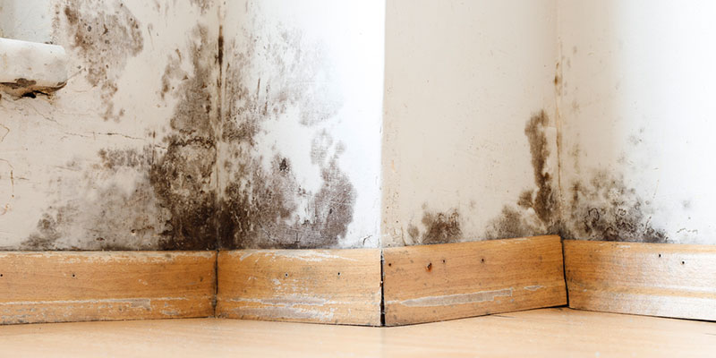 3 Common Causes of Home Mold Damage